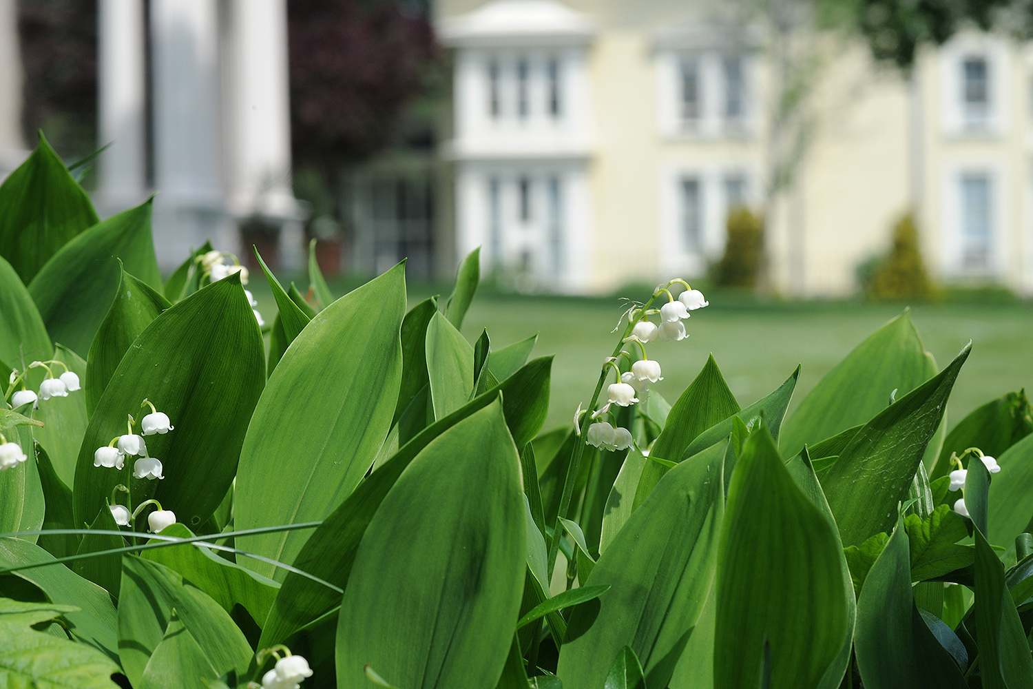 Lily of the Valley grows near the President's House. Pictured in the background is the Archeology Department. 