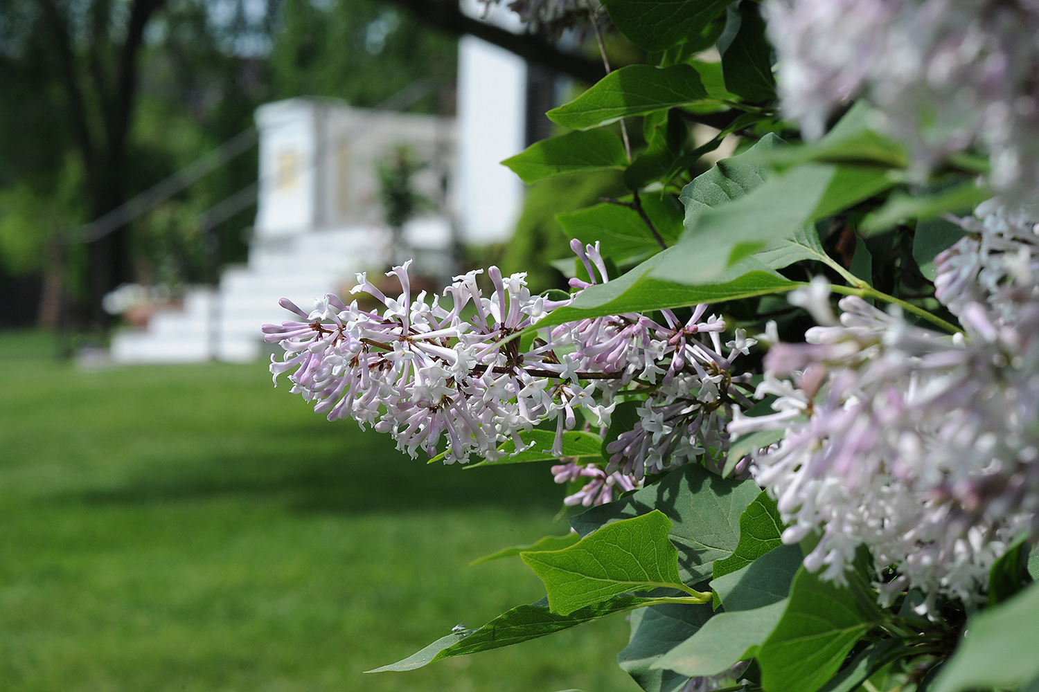 Lilacs radiate a sweet smell near the Center for the Americas. 