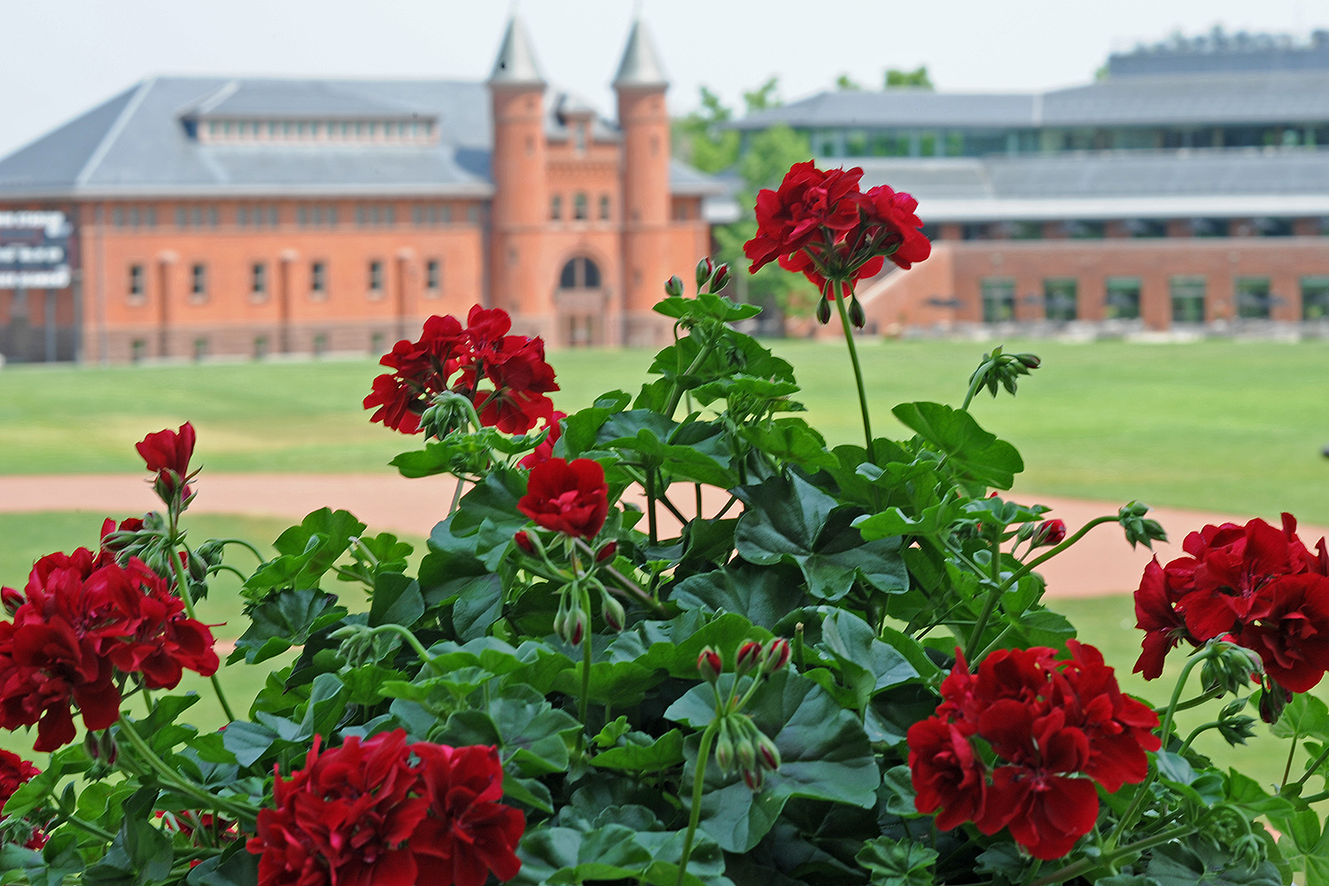 Red geraniums bloom behind Olin Library and face Fayerweather Hall and Usdan University Center. 