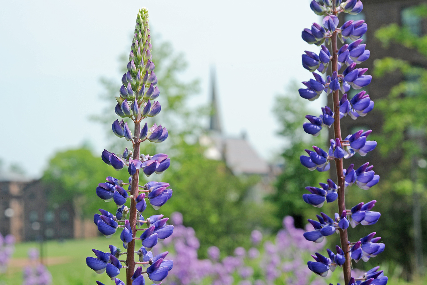 Lupines grow in the West College courtyard, mimicking the steeple of Memorial Chapel. Lupines grow in the West College courtyard, mimicking the steeple of Memorial Chapel. 