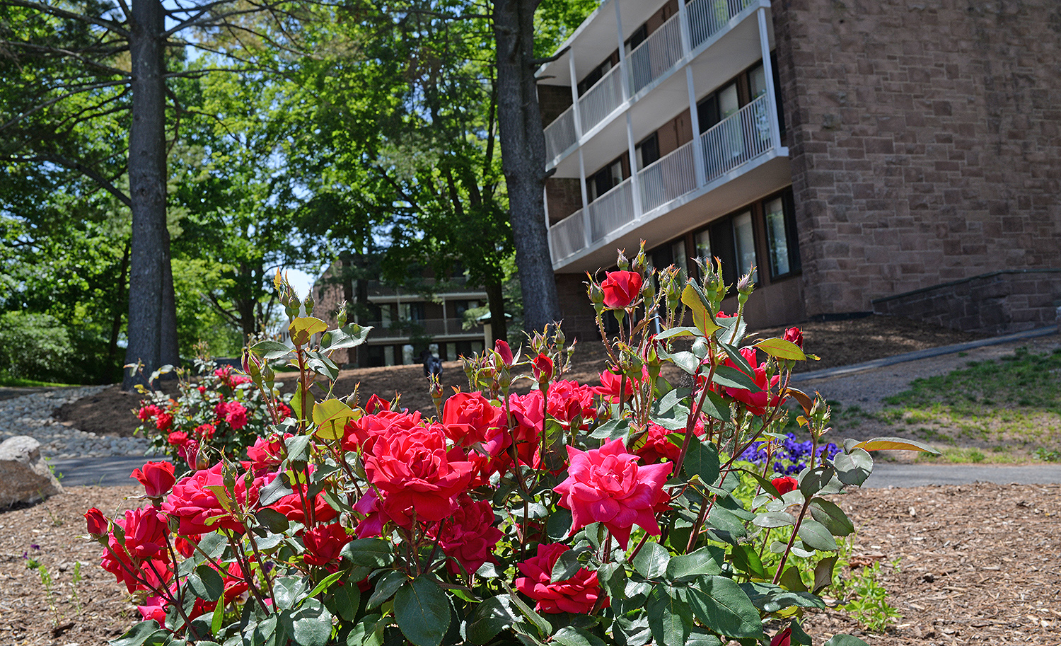 Roses near student residences. 