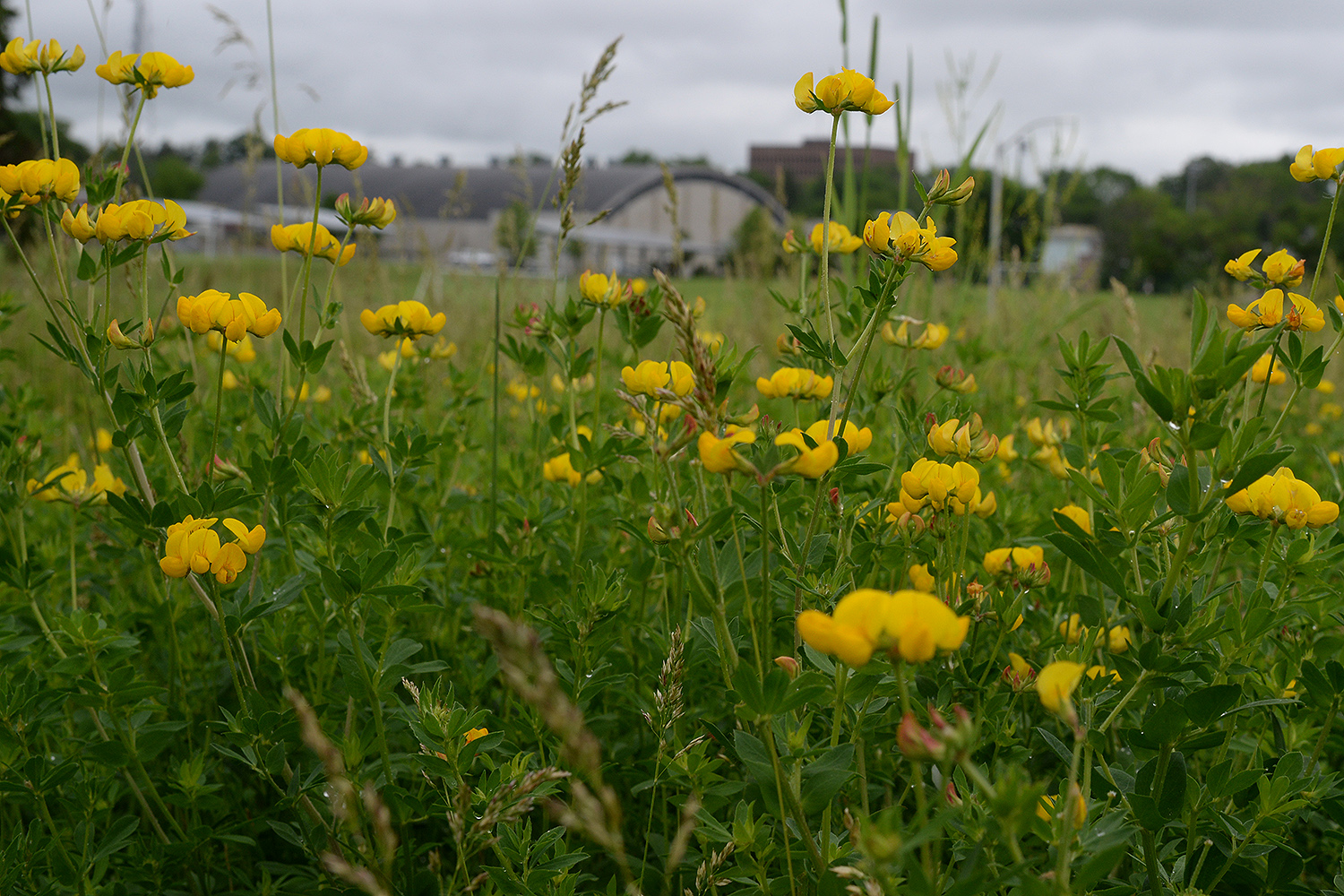 Buttercups bloom in a natural area between Physical Plant and the Freeman Athletic Center. 