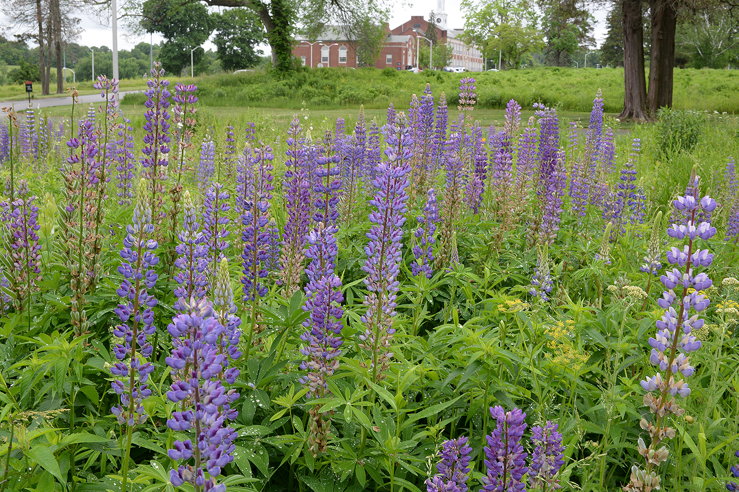 Hundreds of lupines grow in a meadow near Physical Plant on Long Lane. Hundreds of lupines grow in a meadow near Physical Plant on Long Lane. 