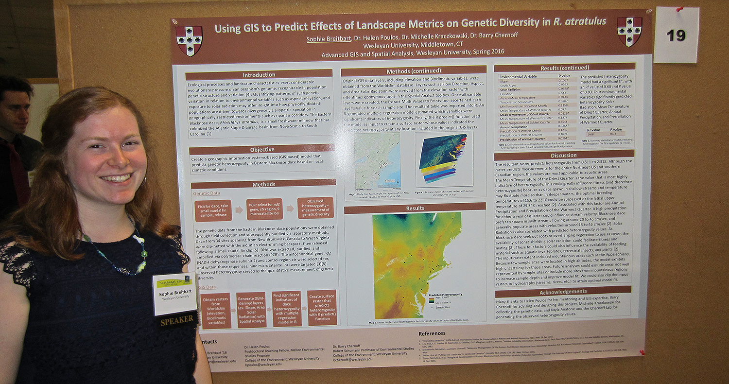 Sophie Breitbart '16 presented her poster titled "Using GIS to Predict Effects of Landscape Metrics on Genetic Diversity in R. Atratulus." Breitbart's objective was to create a GIS-based model that predicts patterns of genetic variation for the Eastern Blacknose Dace, Rhinichthys atratulus, based on the presence of environmental factors such as land cover type and elevation.