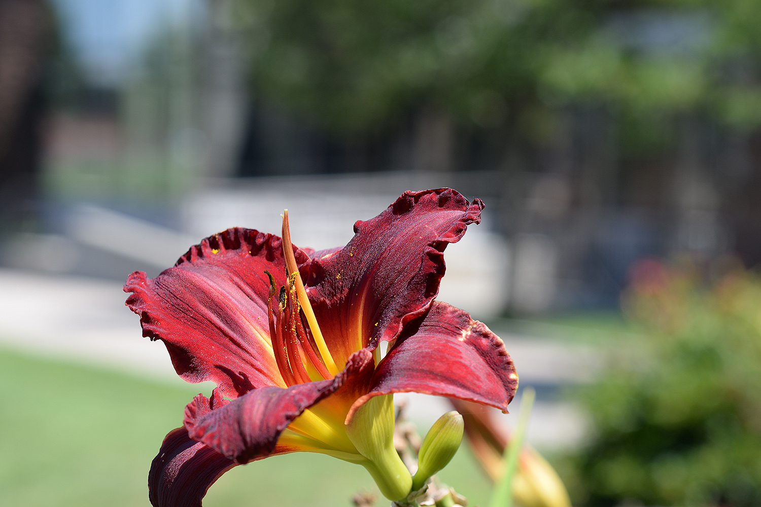A red lily blossoms behind the '92 Theater.