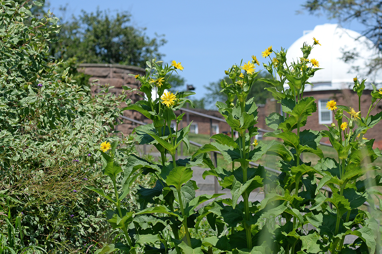 Wild sunflowers bloom in the West College Courtyard near Van Vleck Observatory. 