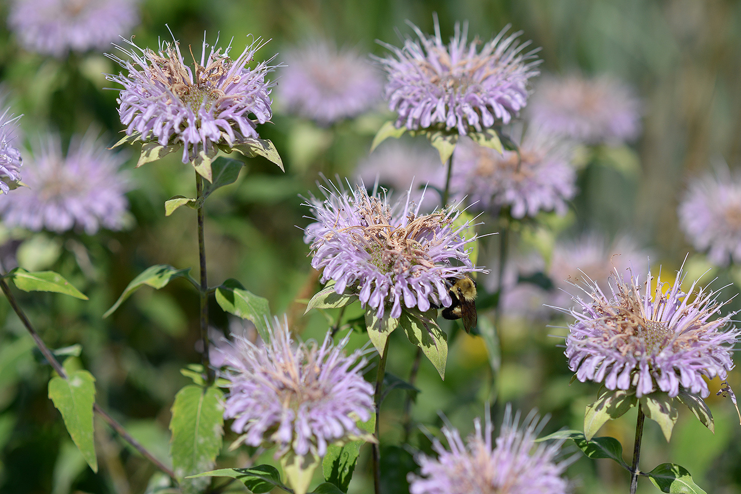 Bees enjoy bee balm plantings in the Wild Wes Courtyard. 