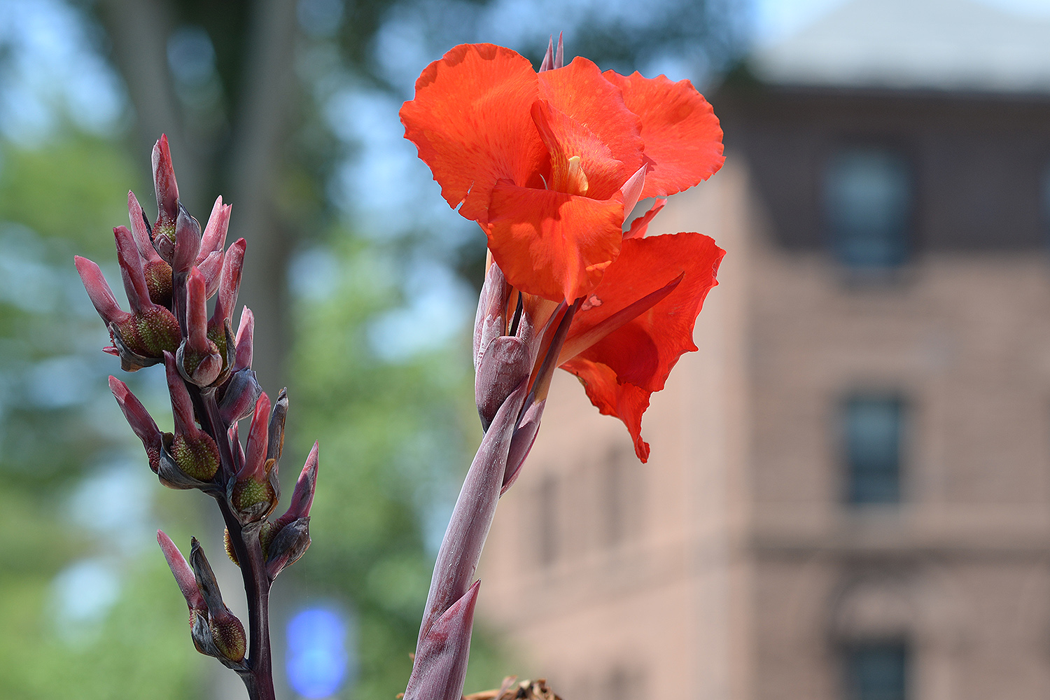 A striking canna lily shows off its red petals near Clark Hall. 