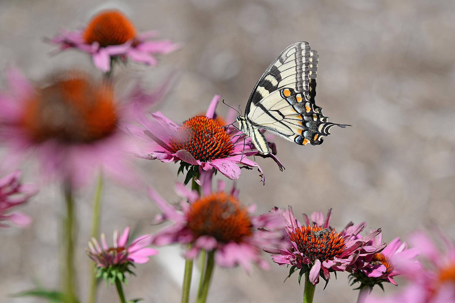 A swallowtail butterfly sips nectar from a purple cone flower near Allbritton Hall. 