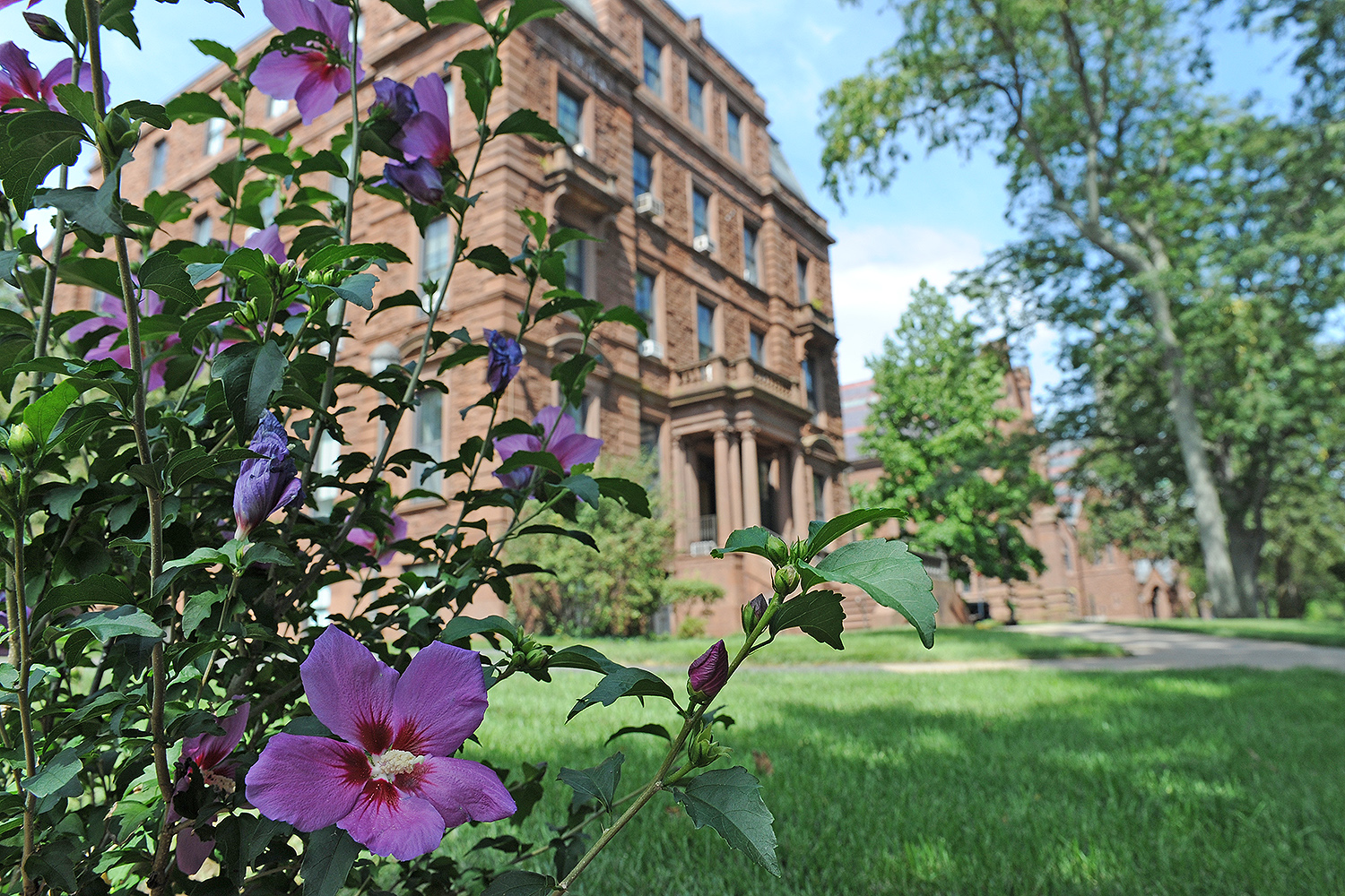A Rose of Sharon, a deciduous flowering shrub, blooms near Judd Hall.