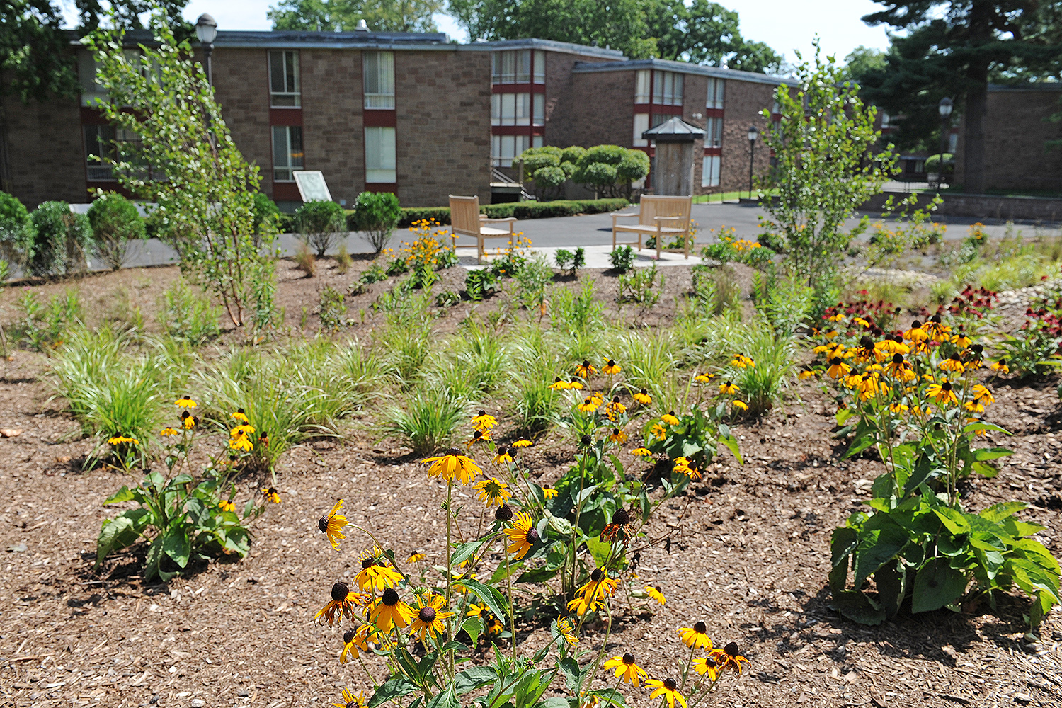 The Butterfield Colleges Residence Hall received a new garden this summer including native grasses, shrubs and yellow and purple cone flowers. 