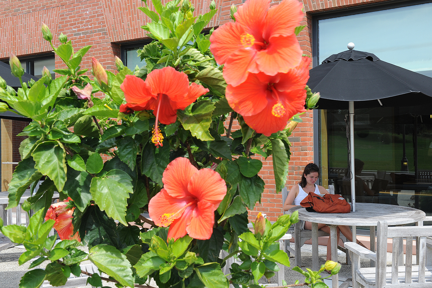 Peach hibiscus grow in planters near Usdan and Fayerweather.