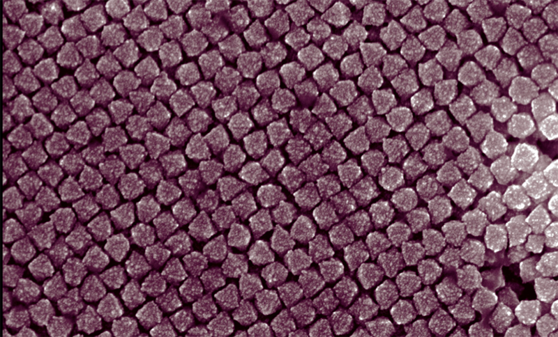 Aidan Stone '17 submitted a scanning electron microscope photograph of the fuzzy surface structure of platinum nanoparticles. The nanoparticles, which are about 70 nanometers in diameter, were synthesized with silver additive, which promotes the formation of platinum-silver alloys. Certain highly faceted structures make platinum nanoparticles useful as catalysts in industrial chemical reactions.