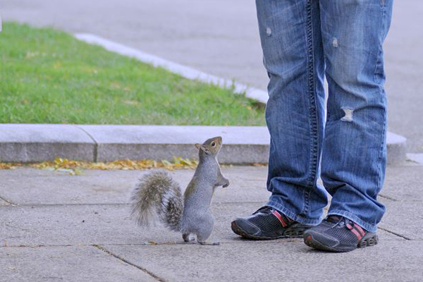 Blog-Featured-Image-Squirrel-Exchange2.jpg