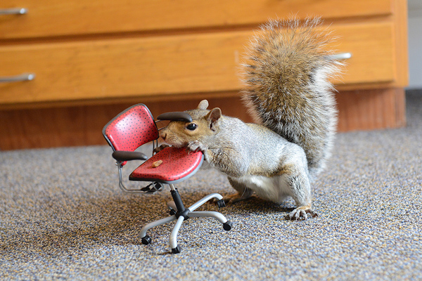 Blog-Featured-Meet-A-Wes-Squirrel.jpg