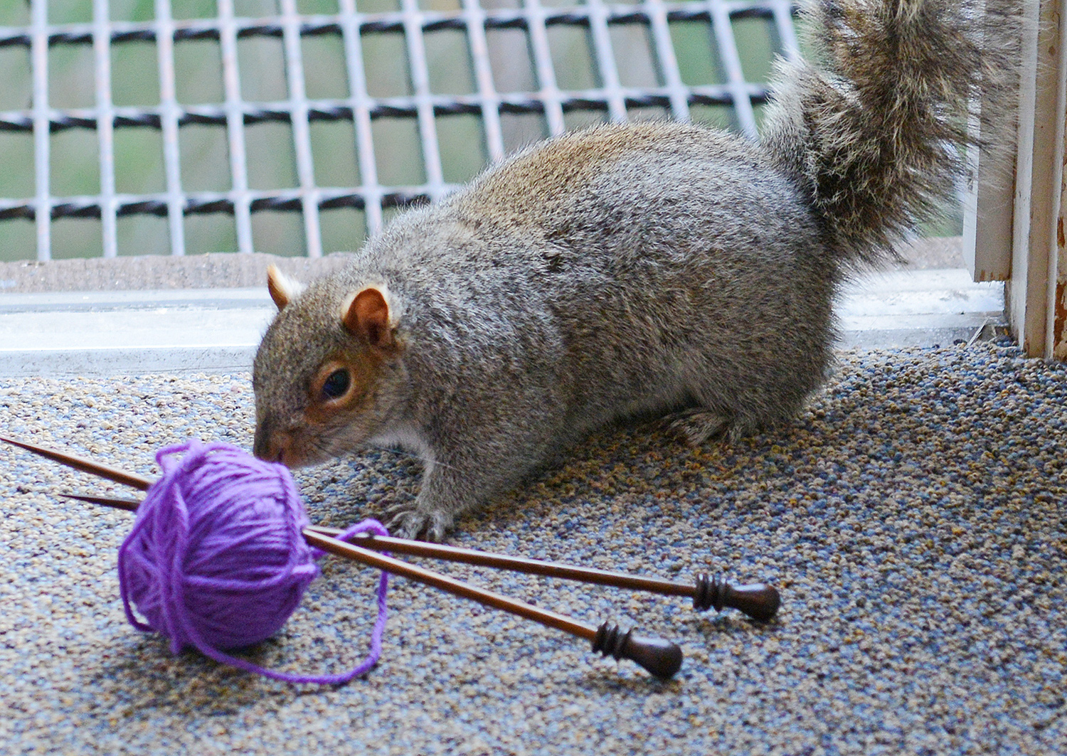 knitting with squirrels