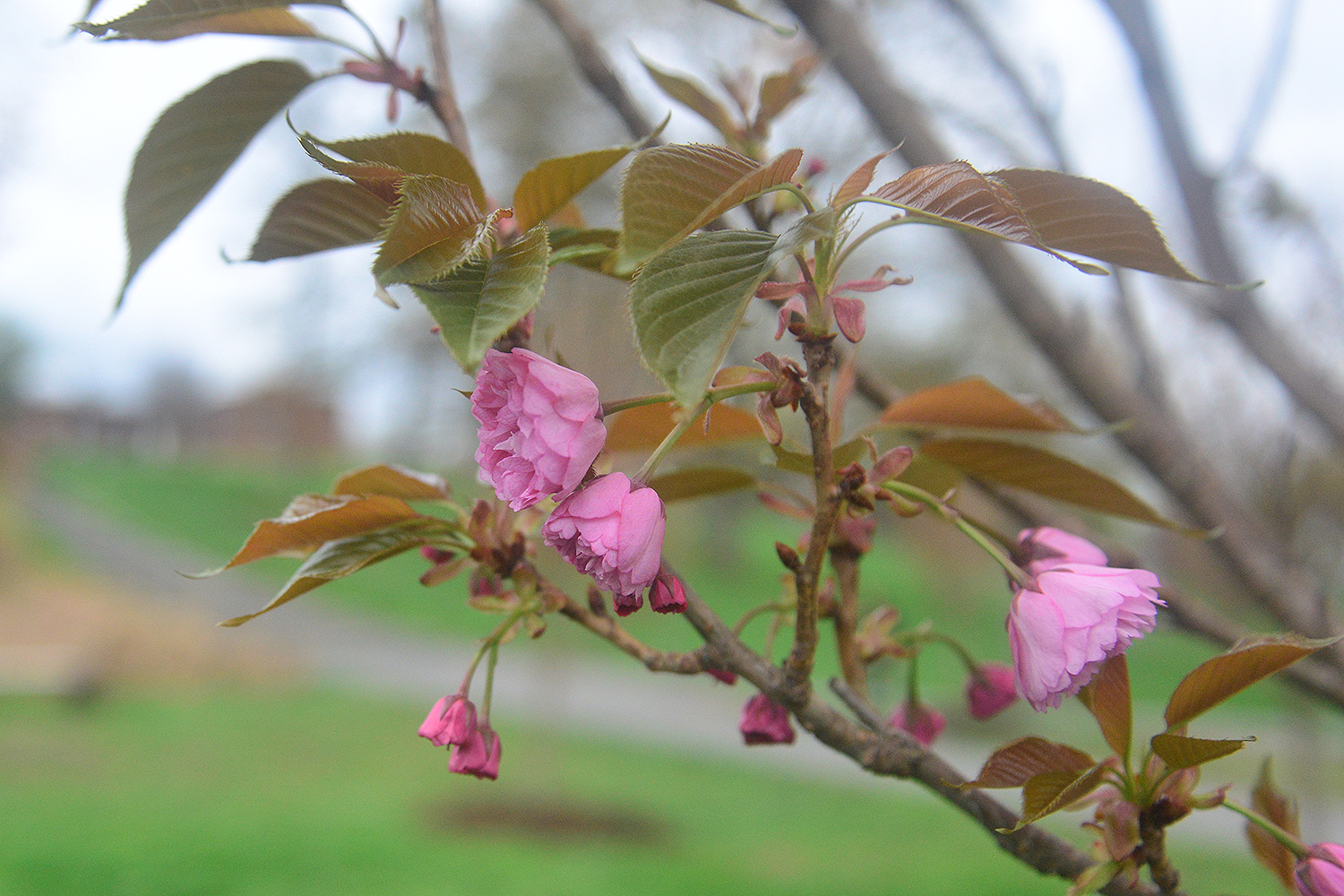 Eight Kwanzan flowering cherry trees are planted near the West College Courtyard. They will be in full bloom in early May. 