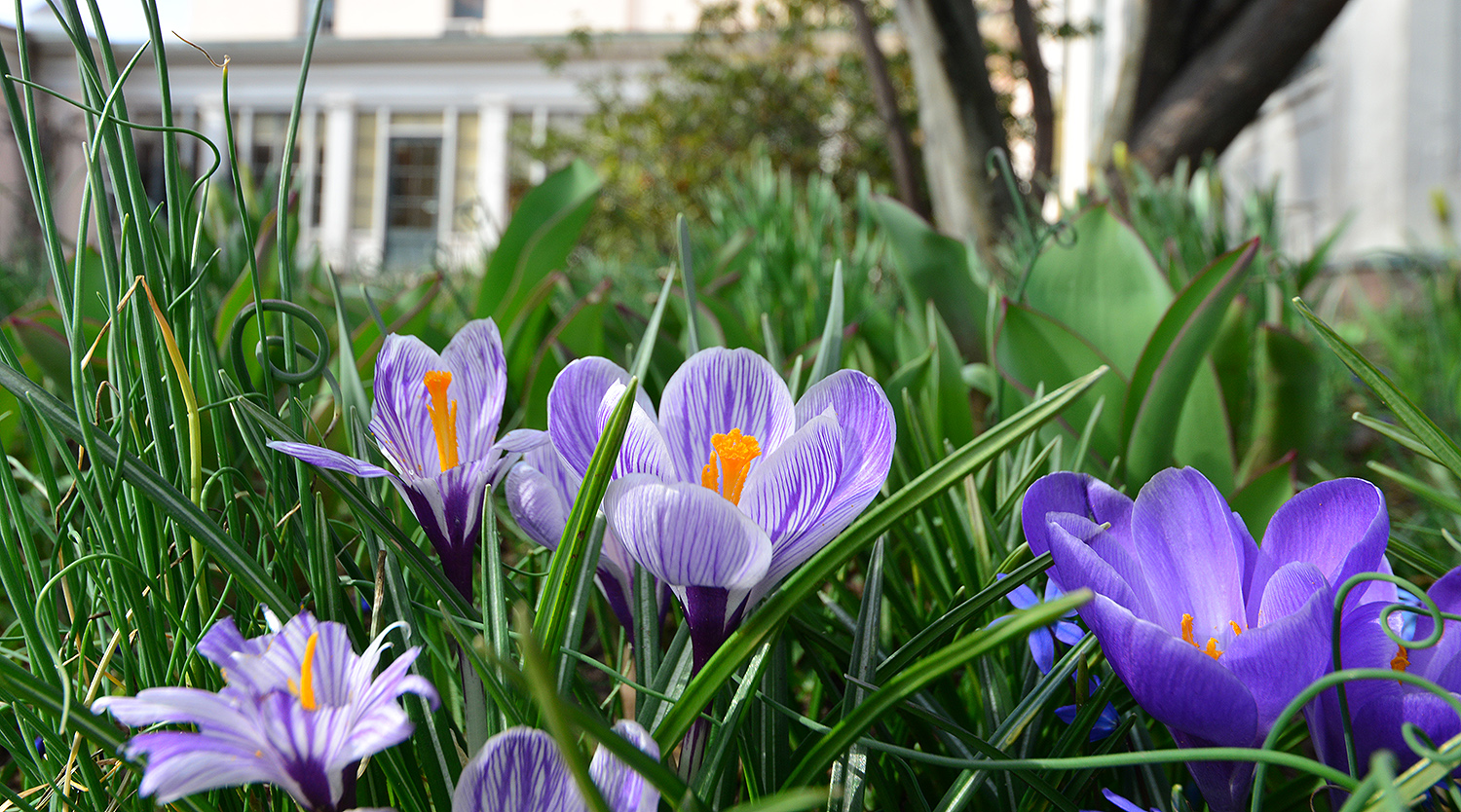 Dainty violet crocuses grow behind the Davison Art Center on April 3.