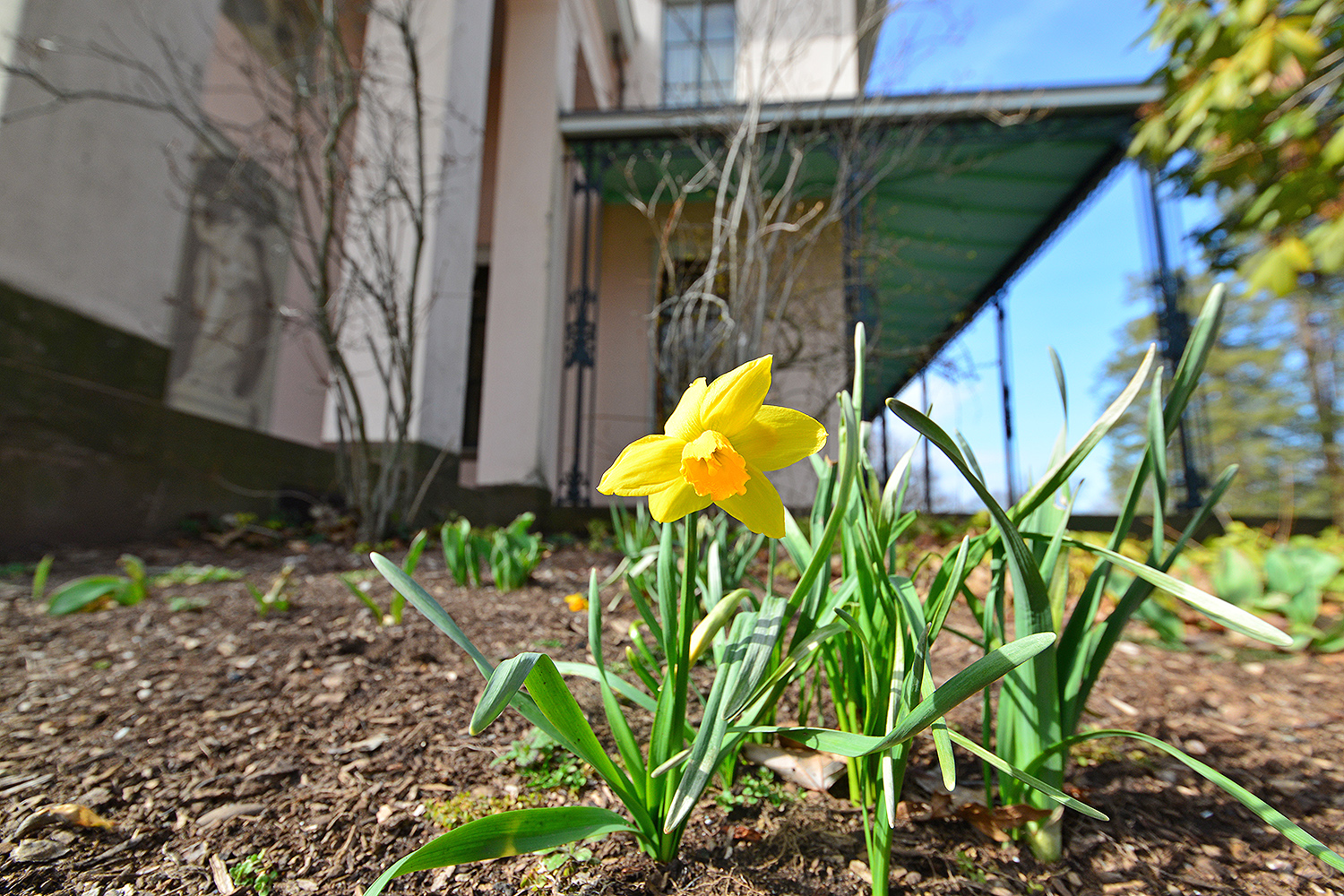 The first daffodil of spring has sprung at the Davison Art Center, April 3. 