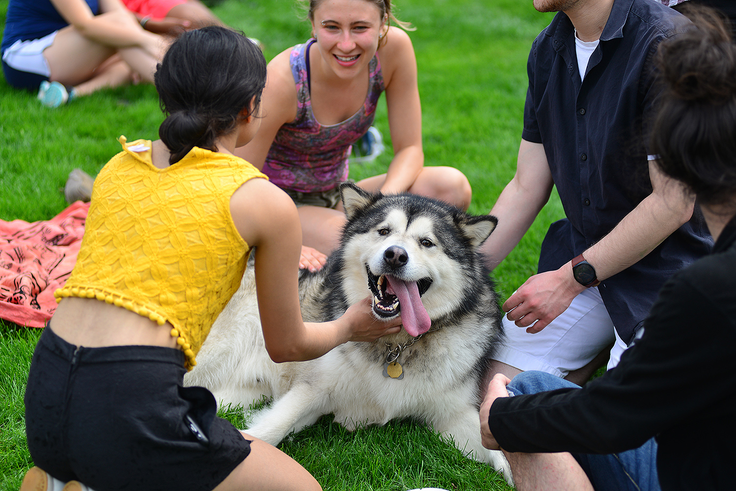 Doggo Meet and Greet, April 29 at Wesleyan University.