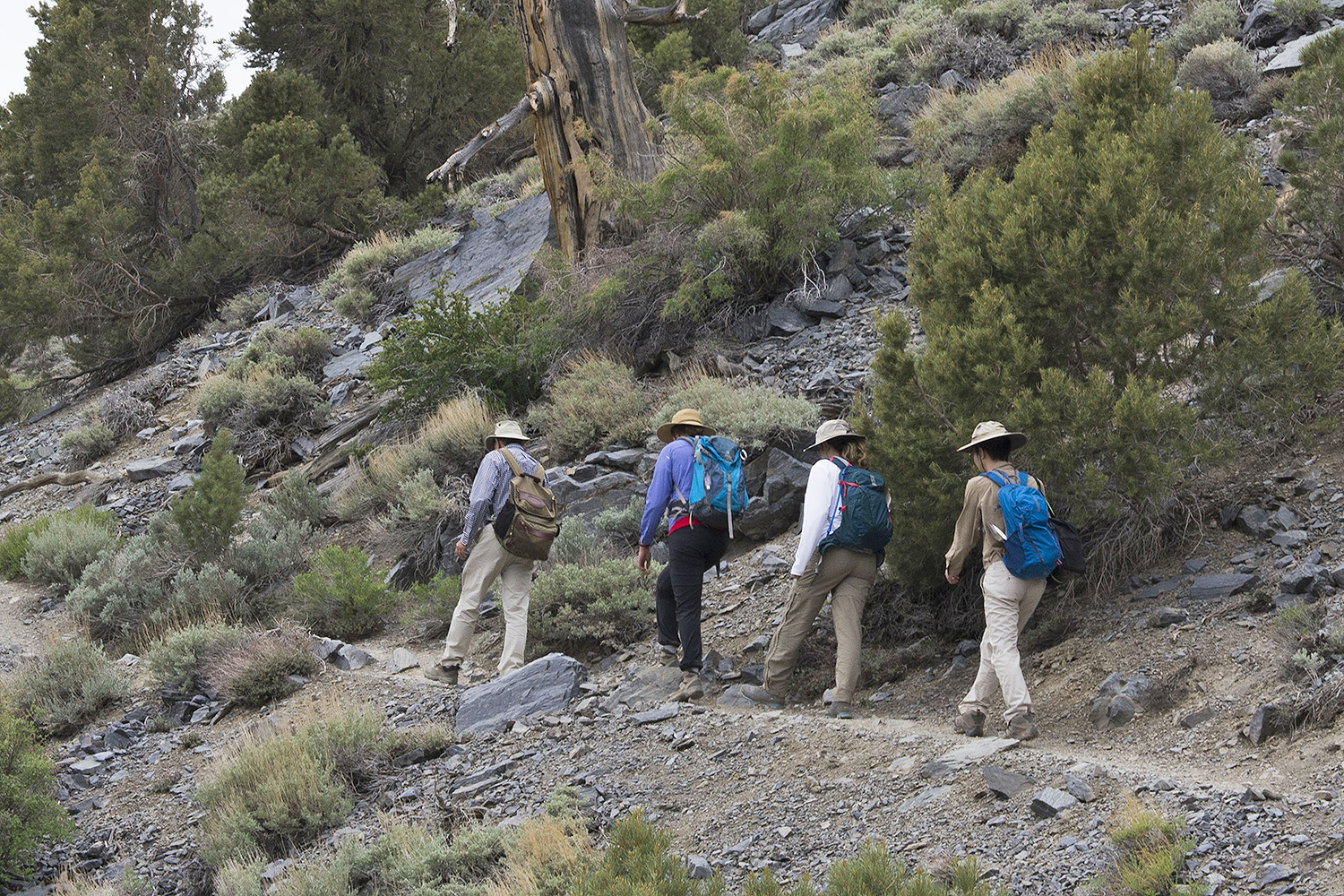 The research team hiked to 9,600 feet to sample rhizospheres of prickly pear and sagebrush. 