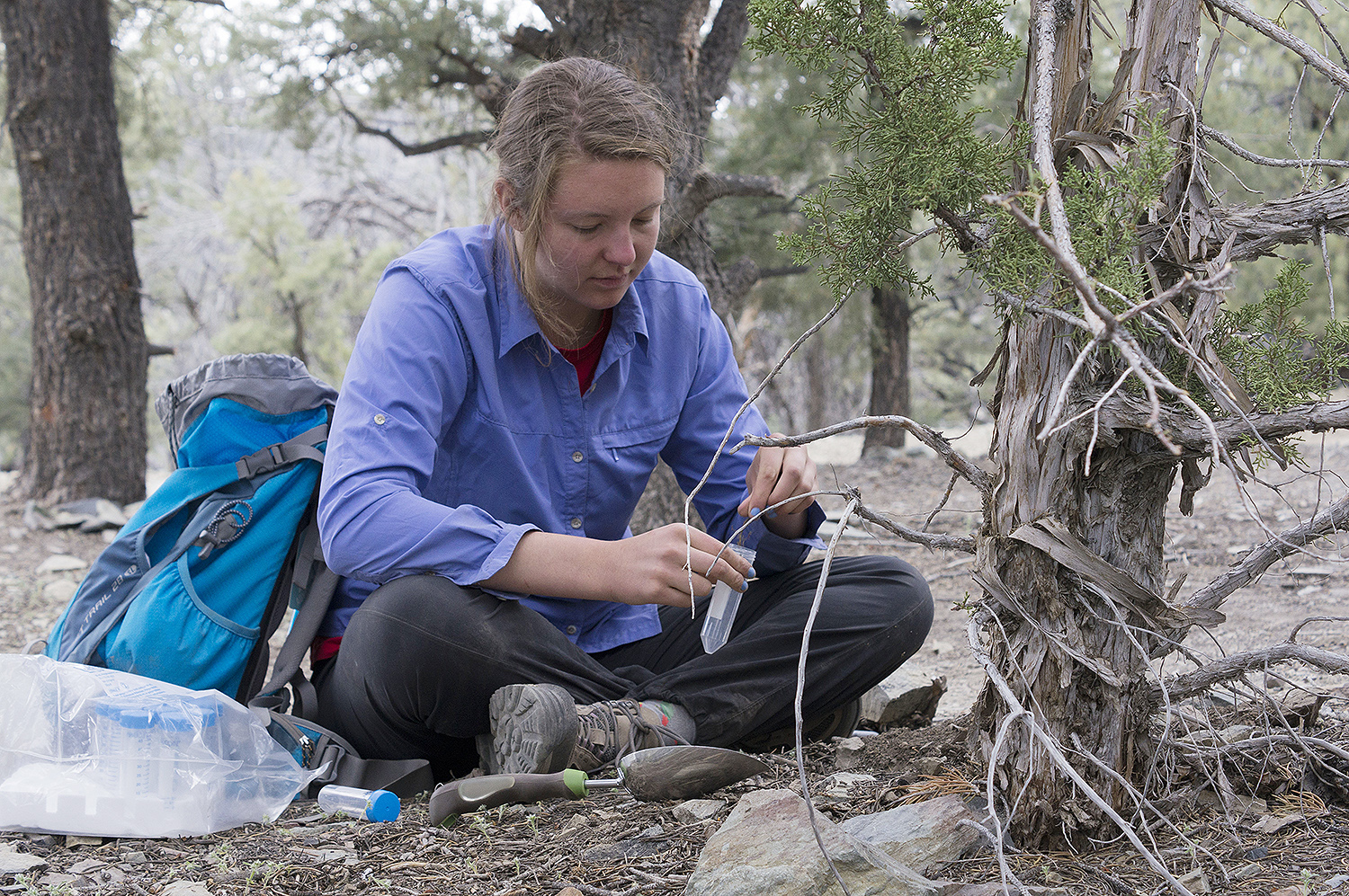 Bella Wiener ’19 samples the rhizospheres of a juniper tree at about 7,000 feet above sea level. 