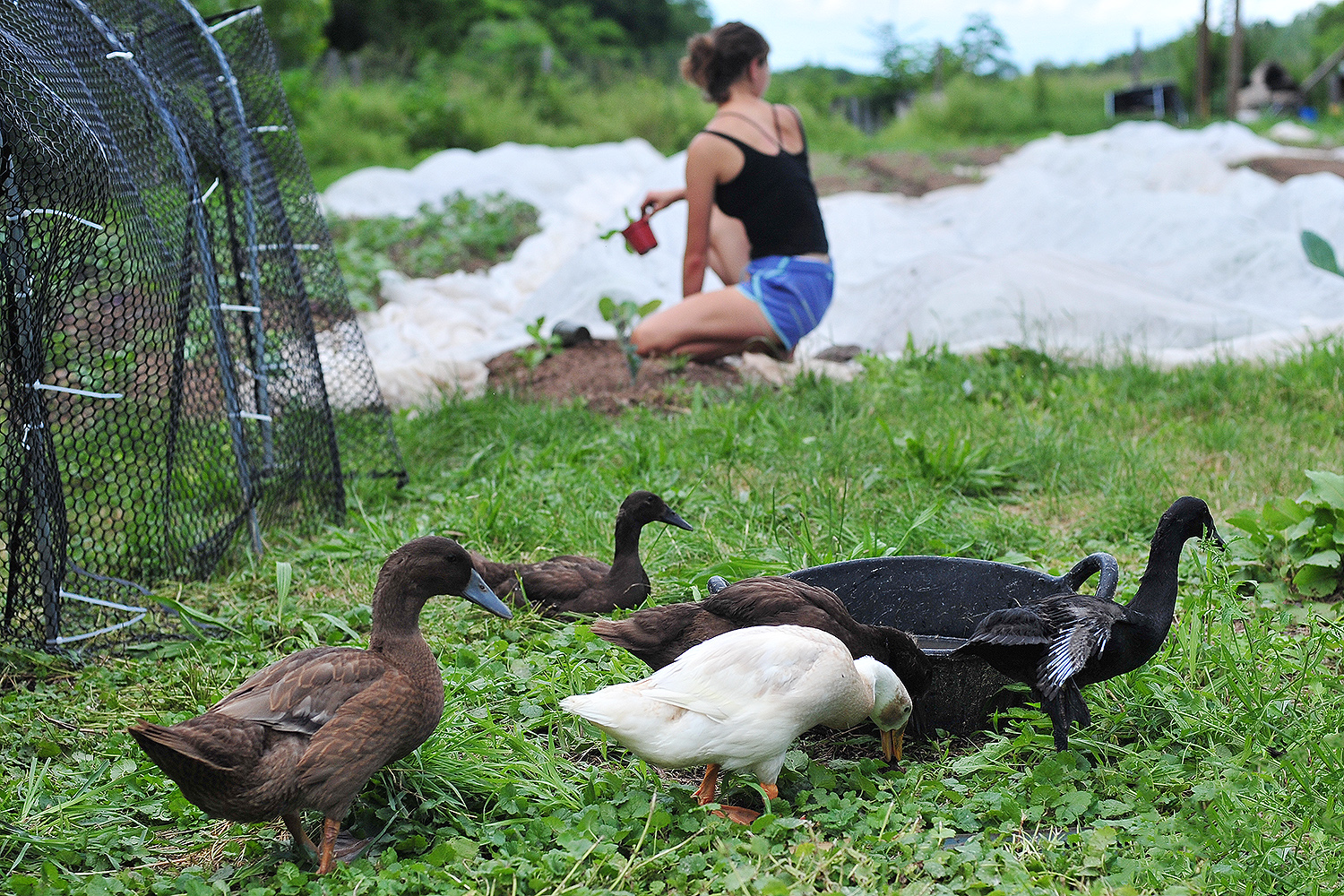 Domesticated ducks keep the farmers company while they're in the field. 