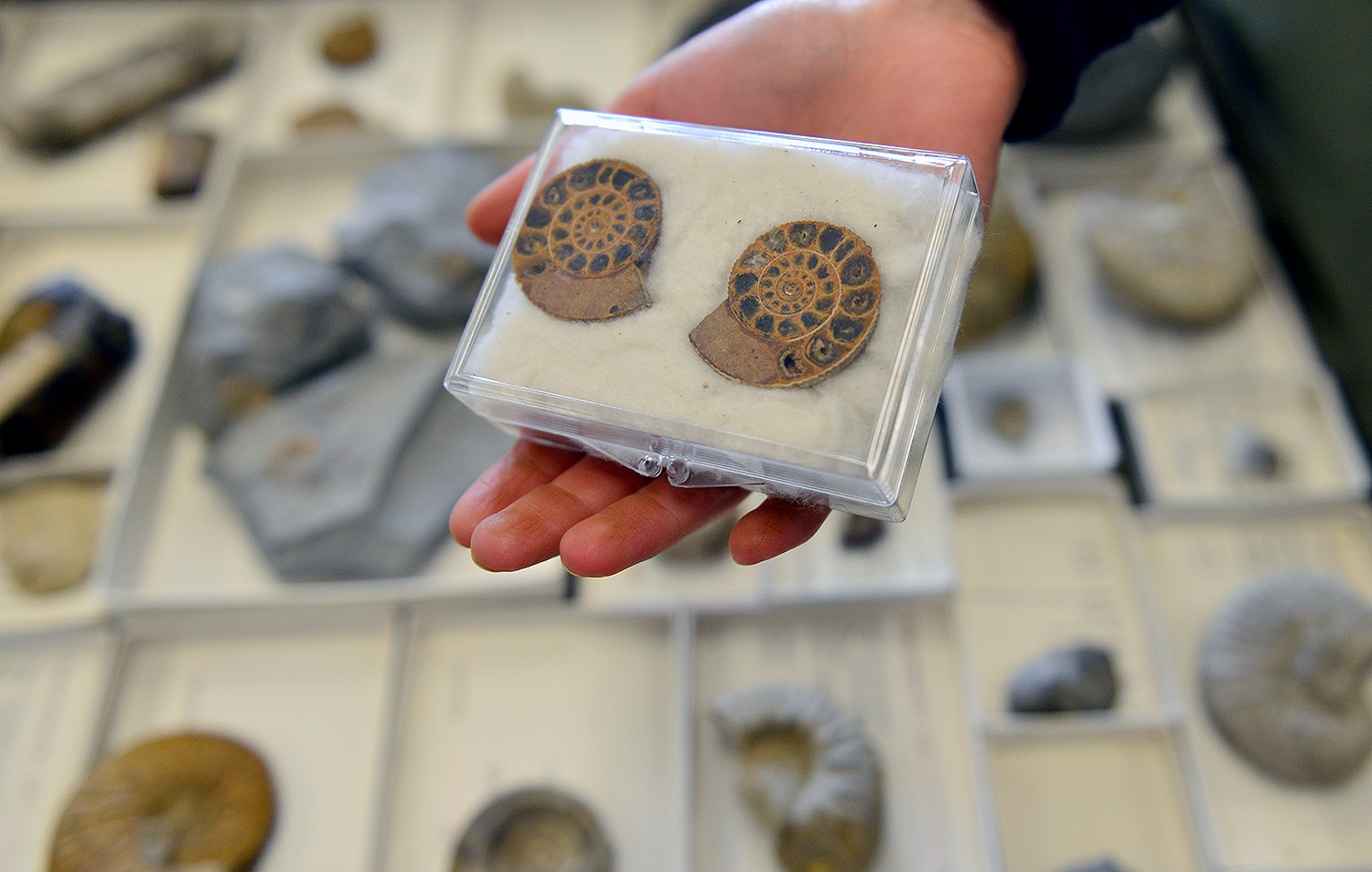 Melissa McKee holds polished halves of a Perisphinctes species found in Madagascar. 