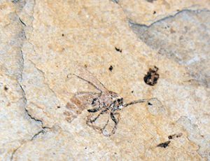 A fossilized bee was discovered in the fossil collections. 