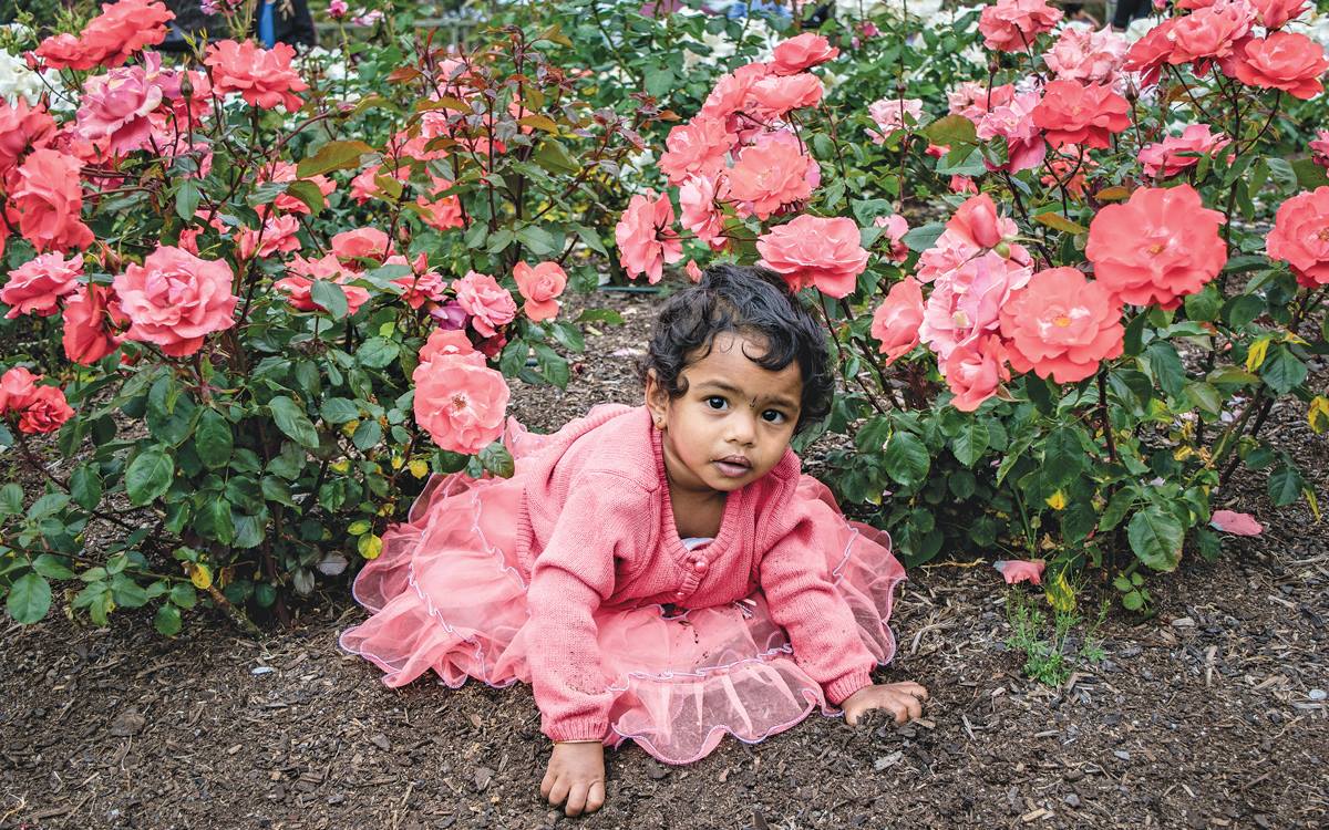 Special Award for Collection | "Amidst the bustle and activity of the Parnell Festival of Roses sat this beautiful child, observing in wonder the aromatic flowers around her. As I passed by, this extraordinary scene caught my eye. A proud mother, clearly excited to share her daughters radiance invited, "would you like to take a picture?" Surprised, and rather honored, I accepted. In that moment I could hardly believe how much she resembled a young beautiful rose. I remember wondering if the young girl imagined that she was a flower herself." (Submitted by: Ari Markowitz '17)