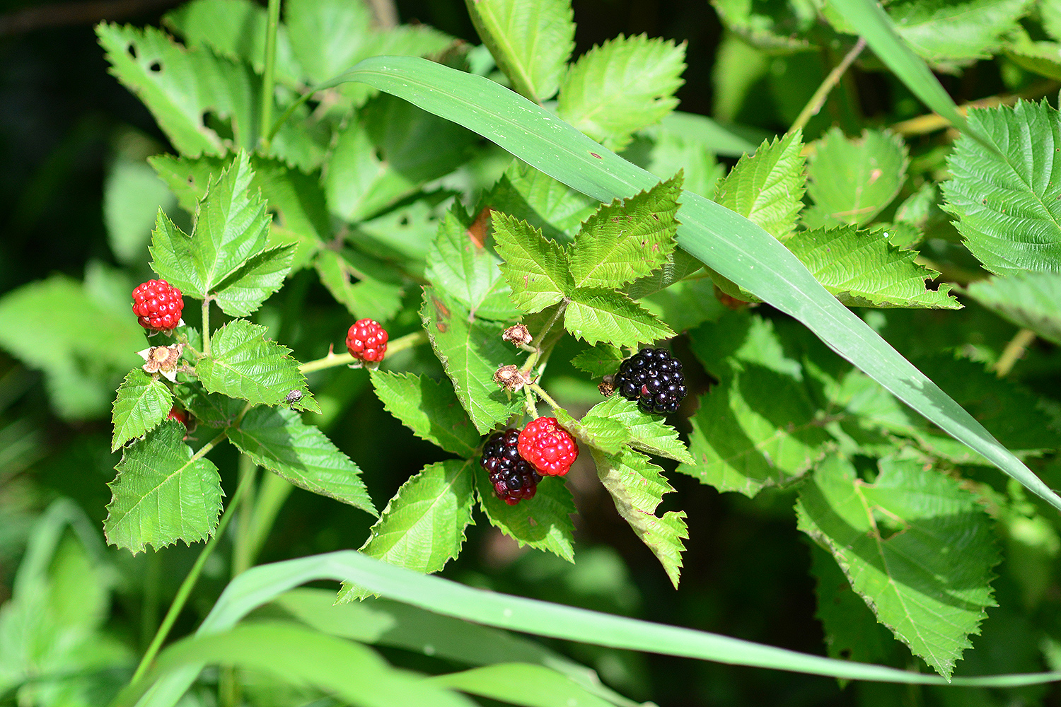 Blackberries, blueberries and multiple fruit trees offer edible treats throughout the summer for humans and wildlife. 