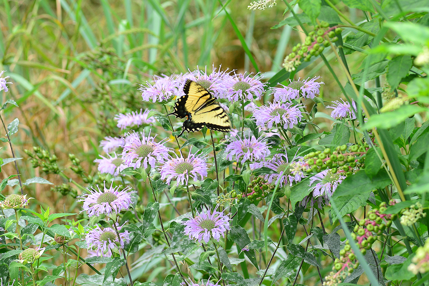 A swallowtail sips nectar from a bee balm patch in the West College Courtyard. Butterflies, bees and hummingbirds are attracted to the perennial, which grows in abundance at the garden. 