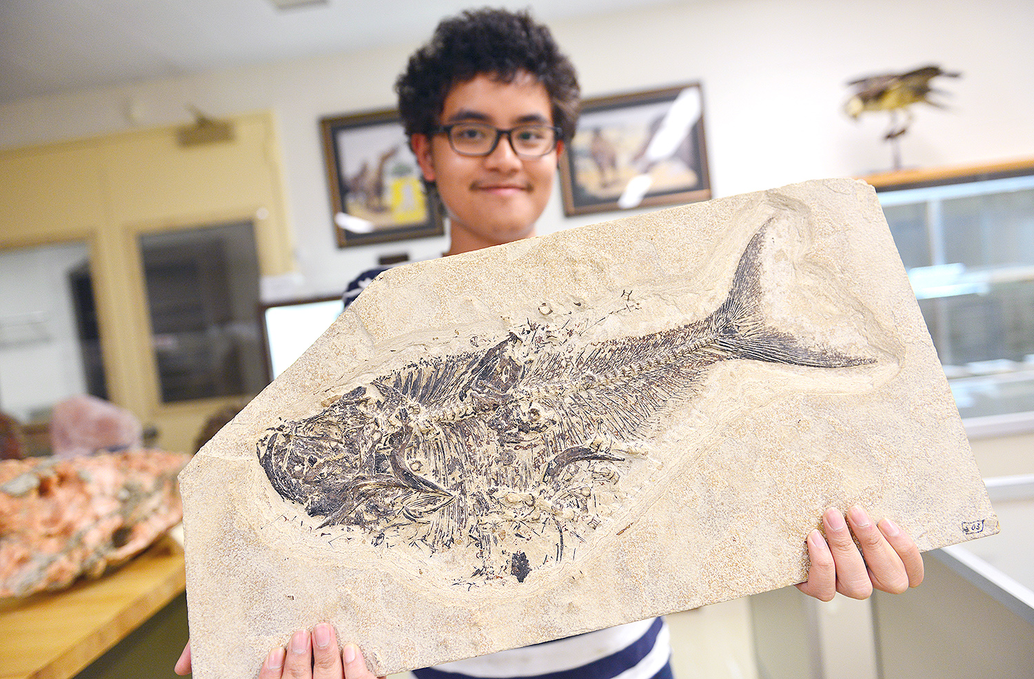 Sanjirat Palakarn '20 displays a fossil of Diplomystus dentatus from the Eocene Period. The fossil was discovered in what is now Wyoming. Diplomystus is an extinct freshwater fish distantly related to herrings and sardines.