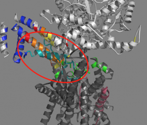 In this illustration, SecA is shown in light gray and the SecYEG complex is in dark gray. The rainbow colored portion of SecA is the two helix finger. n cyan is a model of the hairpin. 