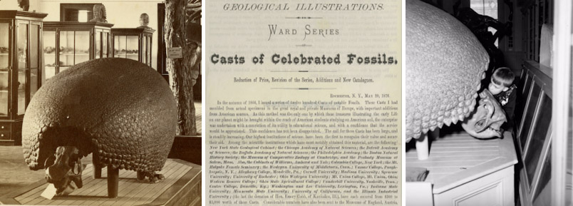 The Glyptodon as seen from the front (upper) and back (lower) in its glory days, when it was displayed in the Orange Judd Museum of Natural Sciences, before 1957. Note the skull and hind left foot present, and the armored tail visible from the rear. Copy of 1876 advertisement by Ward, dated 1876, in which he names ‘the Wesleyan University of Middletown, Conn.’, as having purchased a number of his ‘Casts of celebrated Fossils’.