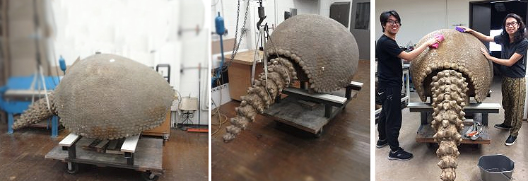 After repairs were made to the Glyptodon's internal structure, students cleaned and painted the cast. 