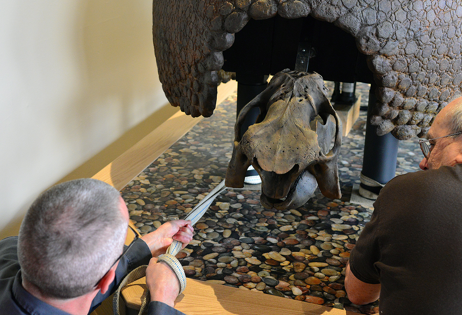 Dave Strickland pulls the Glyptodon forward before gluing its "feet" to the wooden base. 