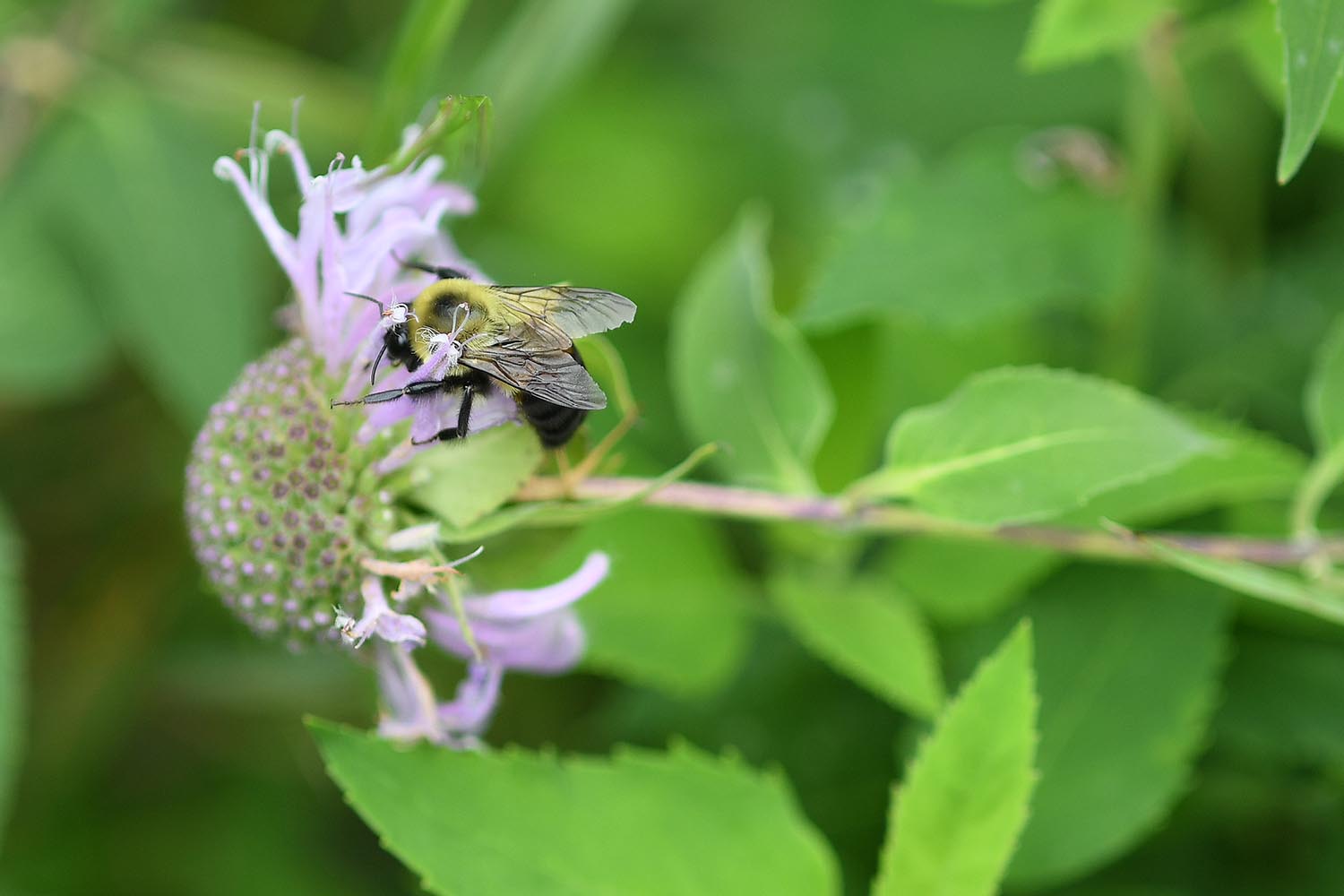 A bumblebee collects pollen from a beebalm flower. 