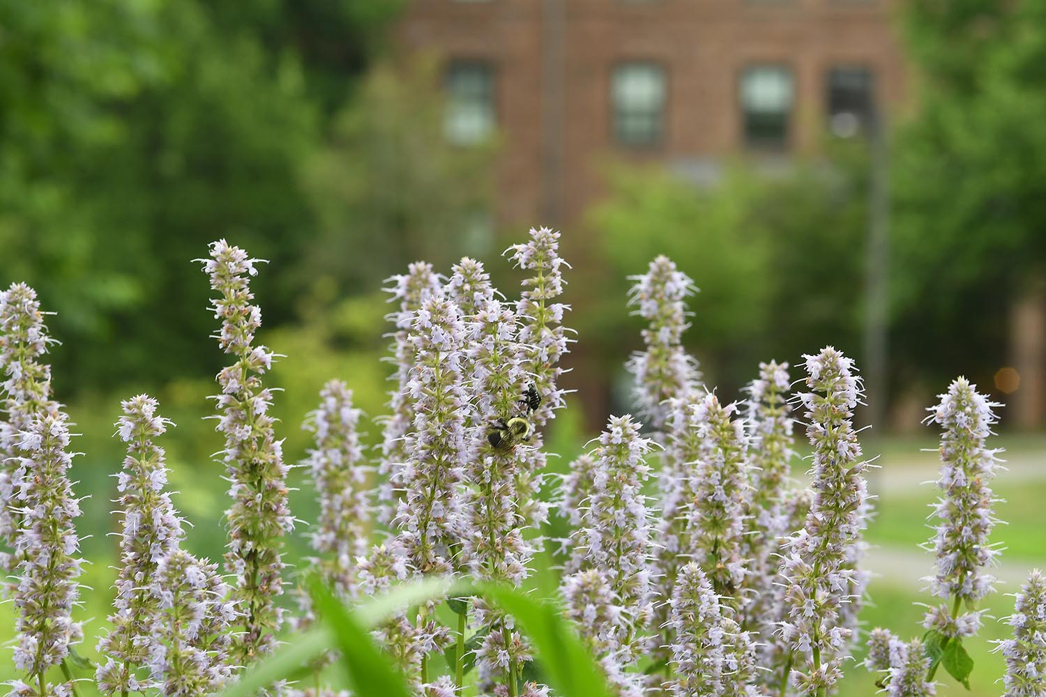 Salvia grows in the West College Courtyard. 