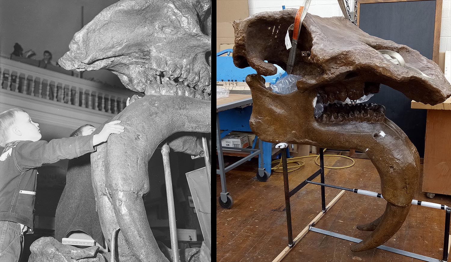 Another planned exhibit is that of the huge skull of a Deinotherium, an extinct elephant-relative with its tusks growing from the lower jaw. The Deinotherium, which was once on display in the Wesleyan Museum, is currently housed in Wesleyan's Machine Shop. It will soon be installed in a hallway in Exley.
