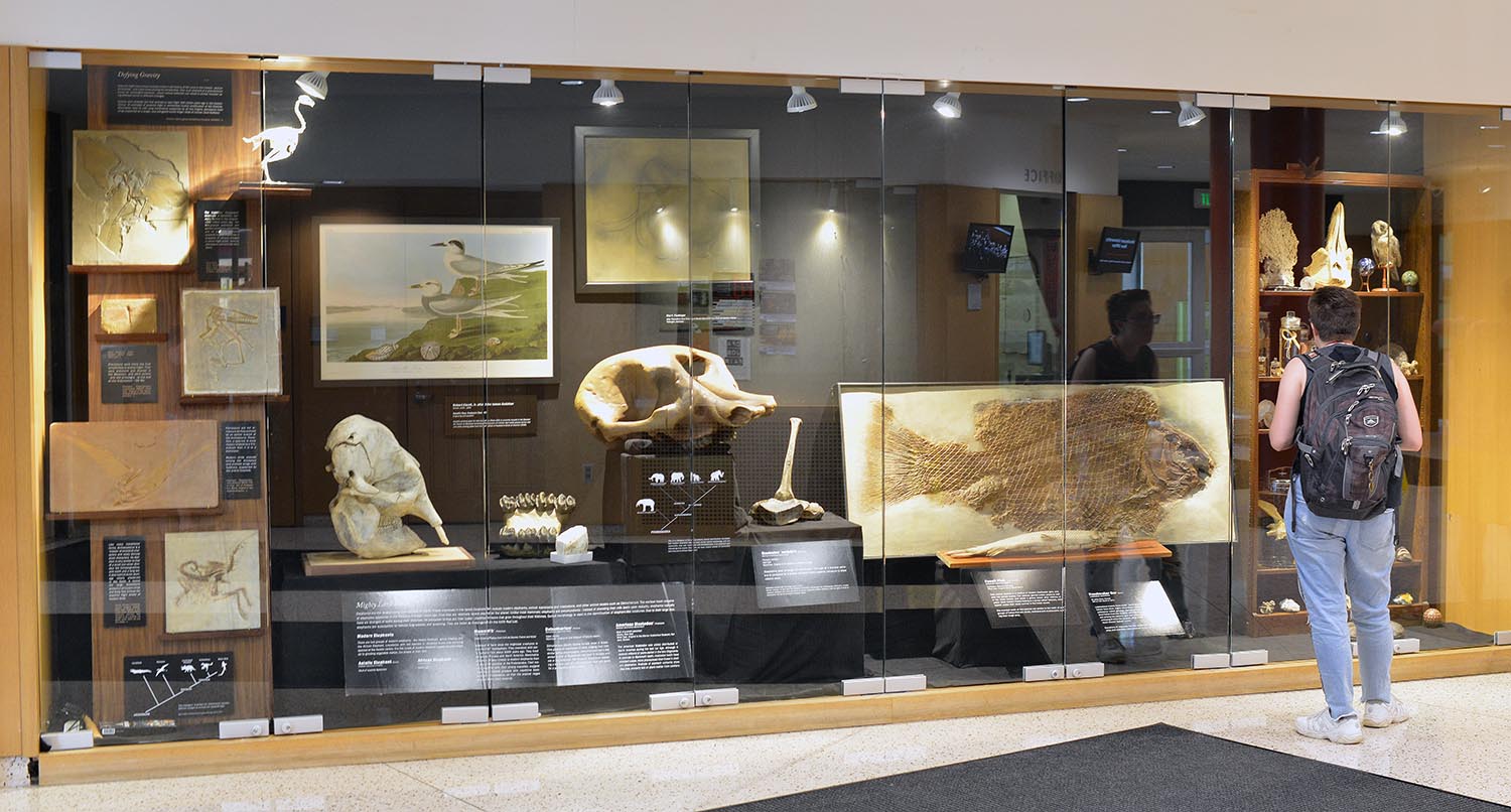 The exhibit "Shelving the History of Life" will be featured inside the display cases in Usdan Universiy Center throughout the fall semester. The true-to-scale exhibit showcases specimens curated, restored, prepared, and documented from the Joe Webb Peoples Museum of Natural History, the former Wesleyan Museum, and other collections on campus.