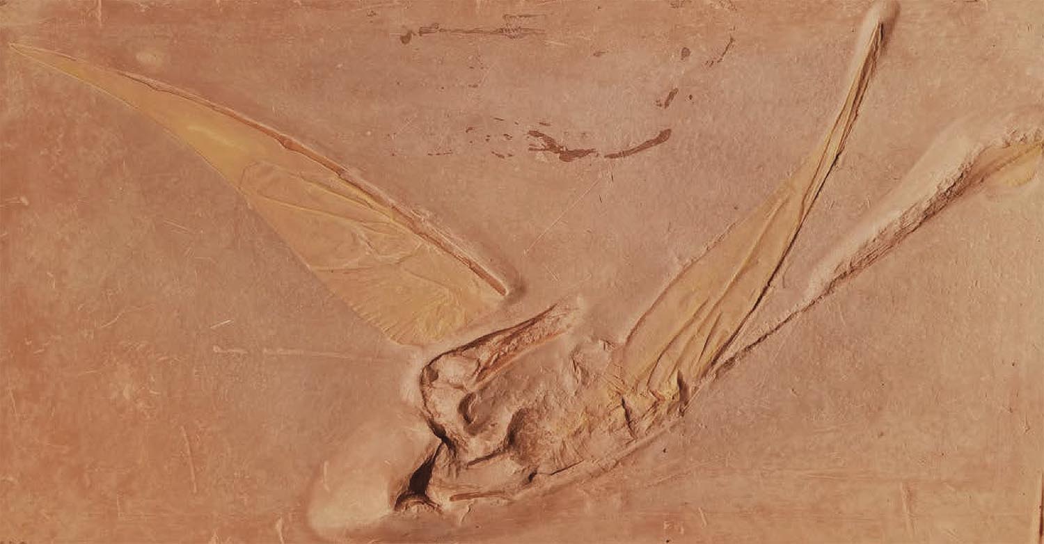 Pterosaur: Rhamphorhynchus phyllurus Marsh. Fossil Cast. Original in Yale Peabody Museum.