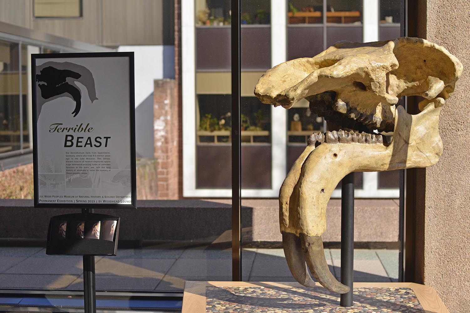 Terrible Beast” Takes Residence in Exley Science Center