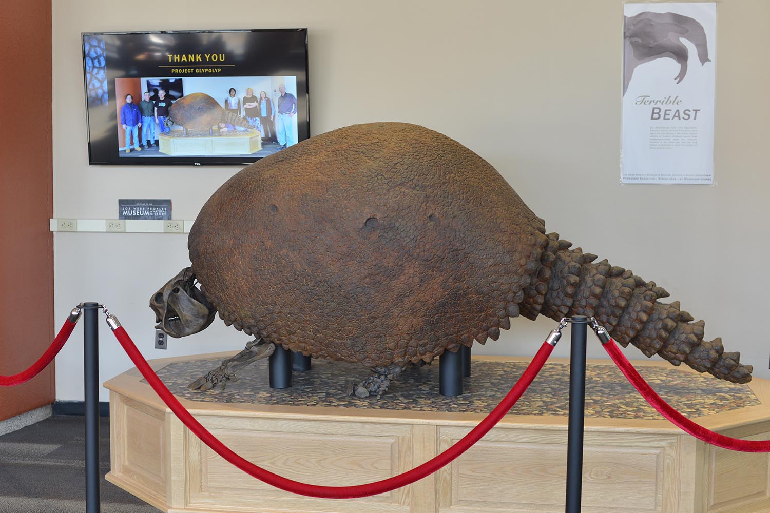 The Deinotherium joins Shelley the Glyptodon inside Exley Science Center. This 8-foot-long fossil cast of an armadillo-like animal also was found in the Exley penthouse and was installed in February 2018. Read more about Shelley in this past Wesleyan Connection article. (Photos by Olivia Drake)
