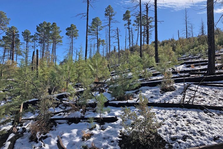 Poulos will install sap-flow sensors in this moderate-severity fire patch with lots of conifer regeneration.