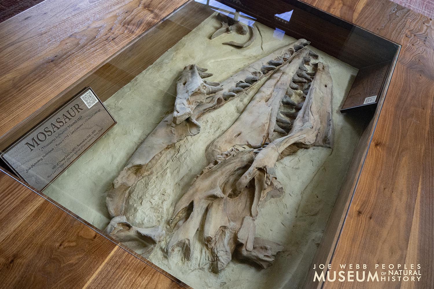 The mosasaur cast is mounted in a 37-by-57-inch tempered glass case. 