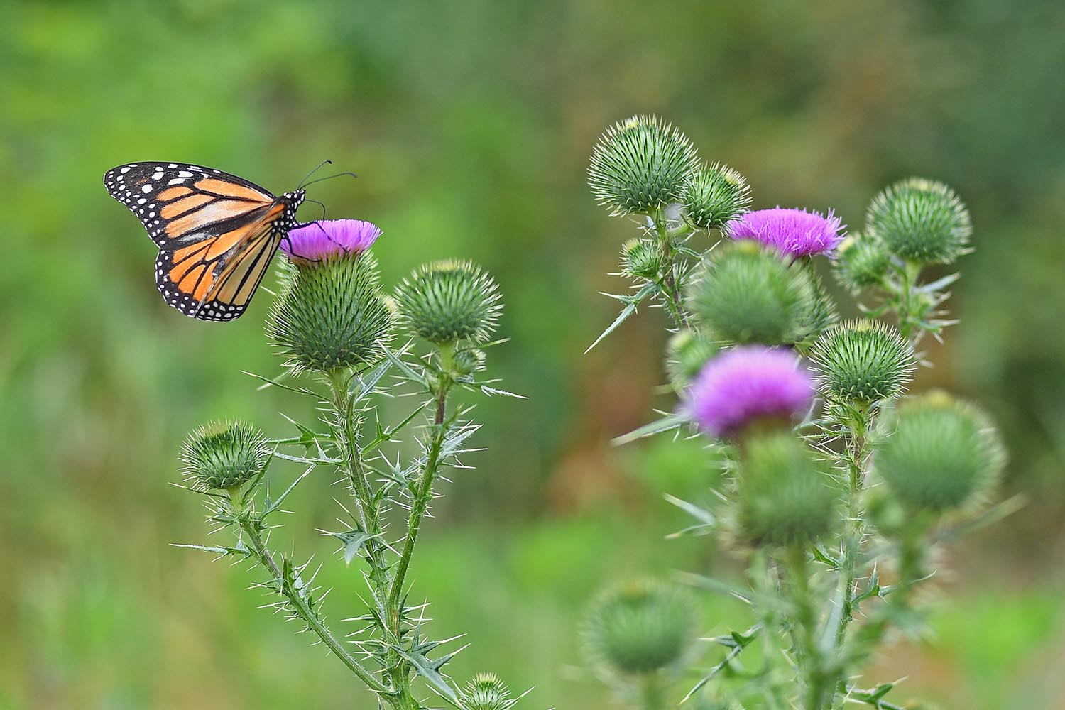 A monarch butterfly drinks nectar from a thistle flower. 