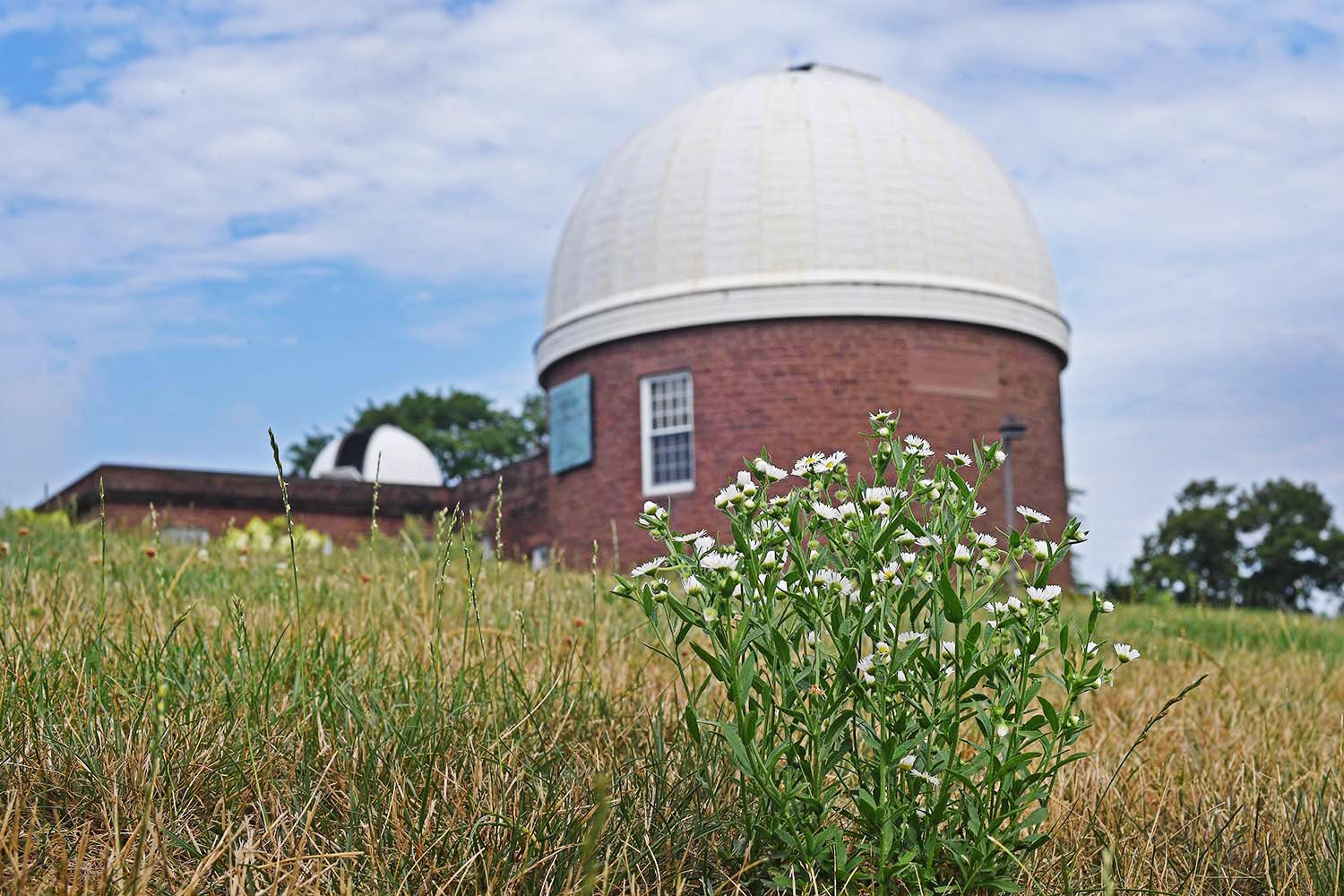 A clump of wild daisies grow on Foss Hill under the Van Vleck Observatory. 