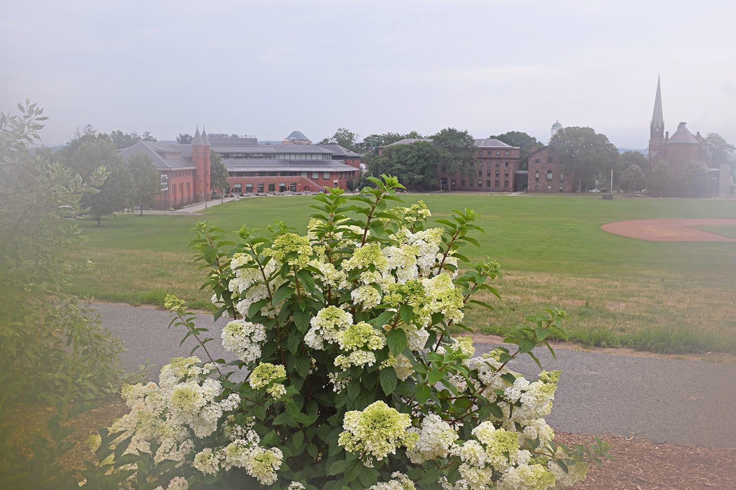 Limelight hydrangeas are planted atop Foss Hill and overlook Andrus Field. 