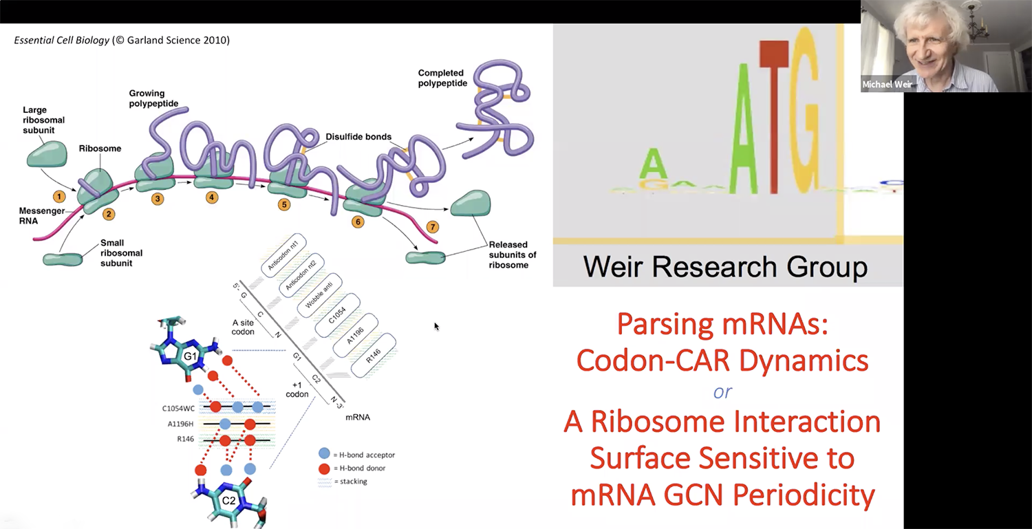 Michael Weir, professor of biology, presented the 2020 Summer Research Poster Session keynote lecture on "Parsing mRNAs:Codon-CAR Dynamics."